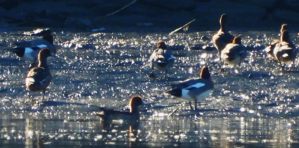 Eurasian Wigeon - ML514938111