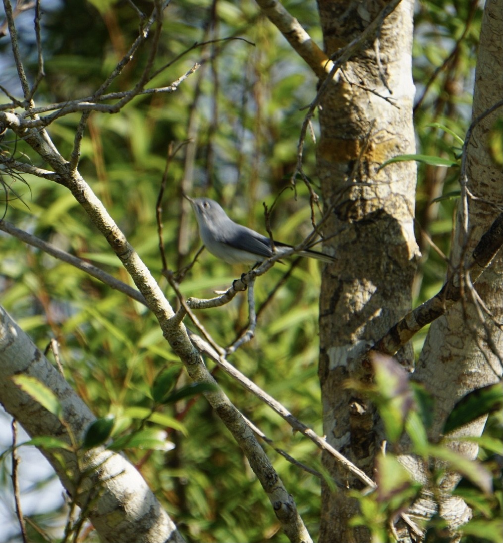 Blue-gray Gnatcatcher - Patti Haynes