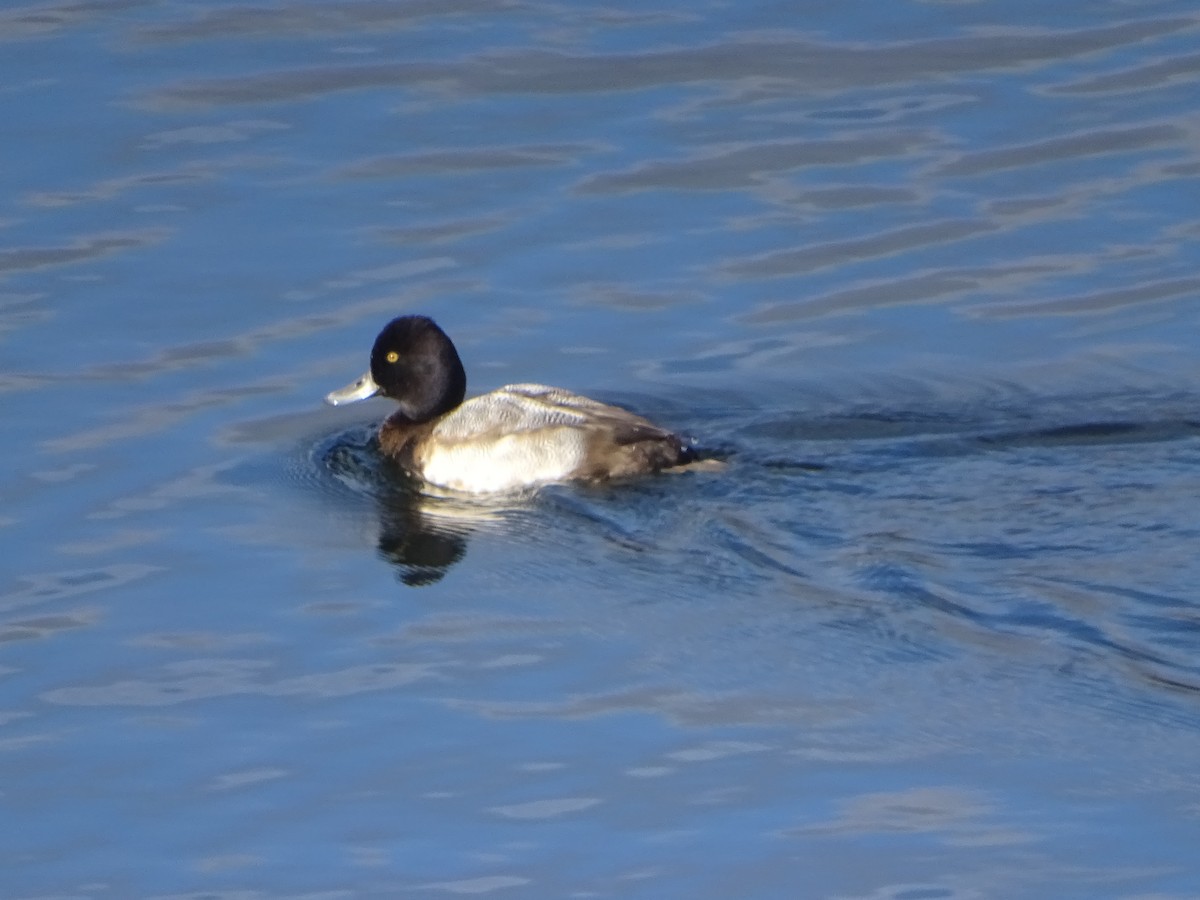 Lesser Scaup - ML514938851