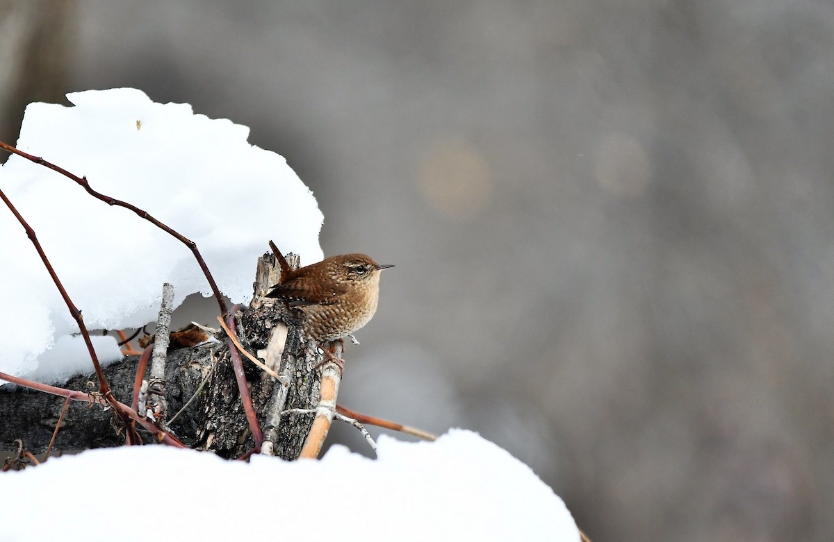 Winter Wren - ML514941141