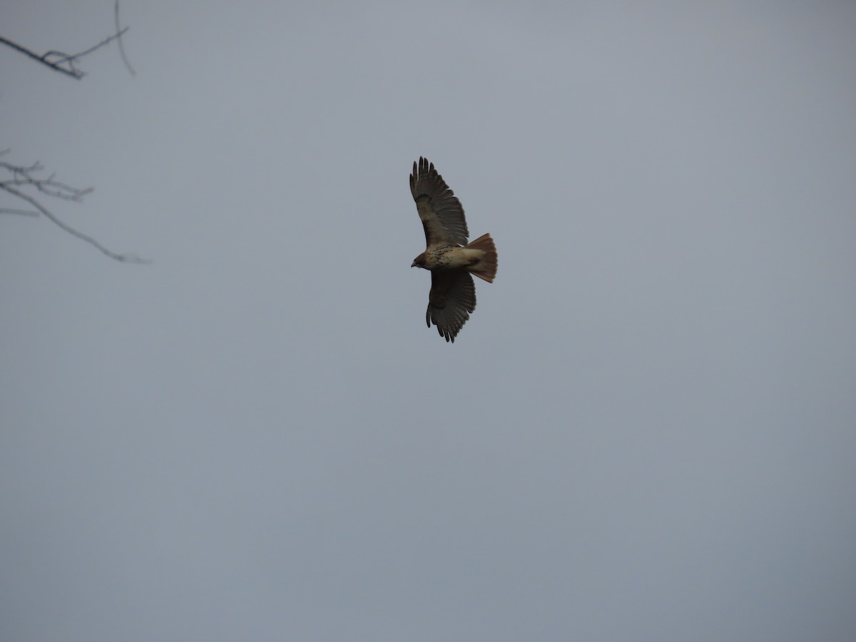 Red-tailed Hawk - ML514942121