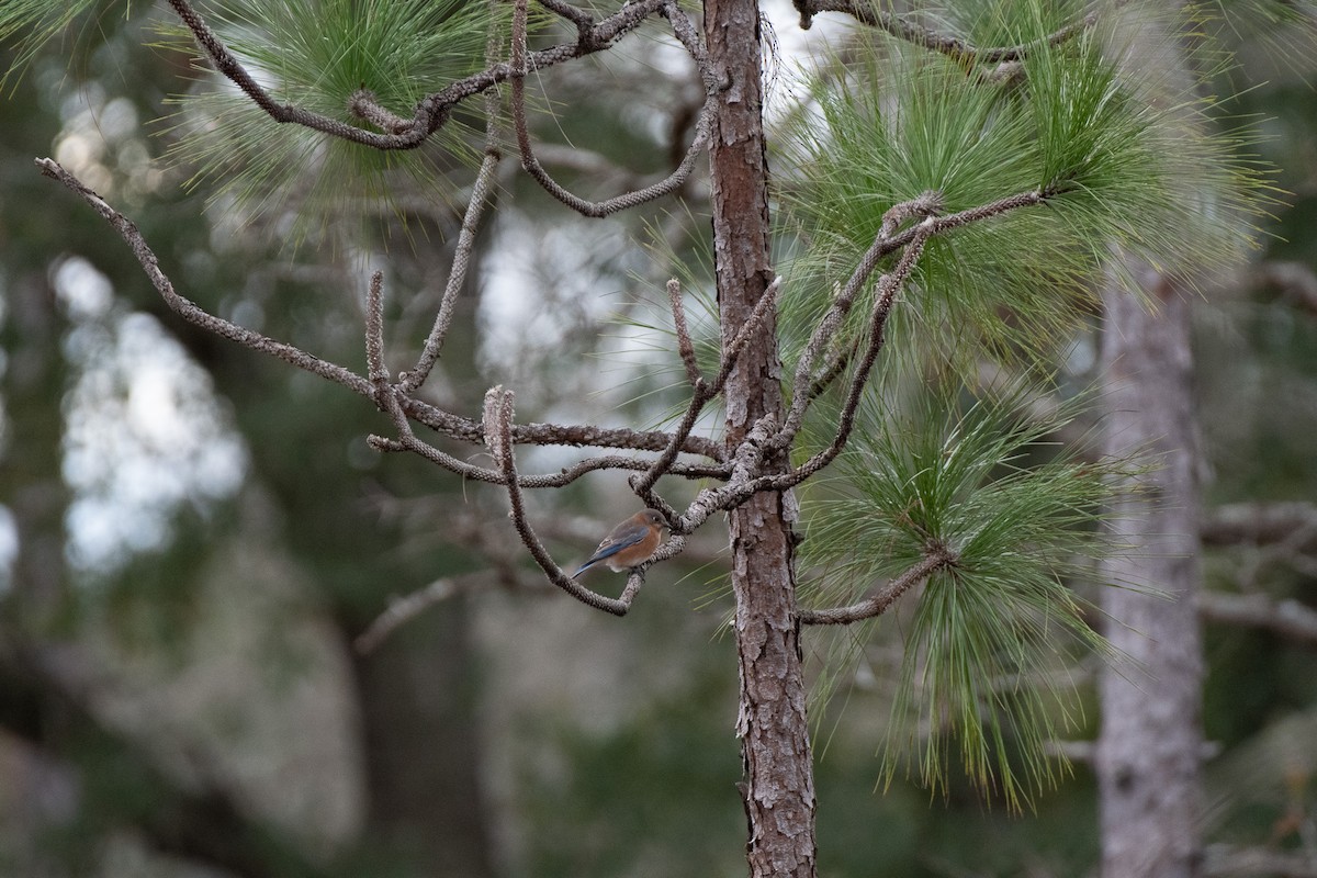 Eastern Bluebird - ML514942651