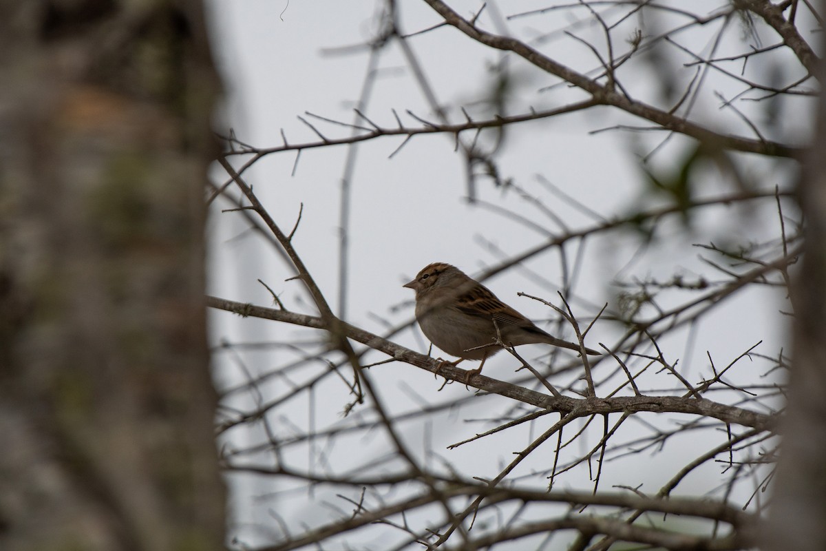 Chipping Sparrow - ML514942961