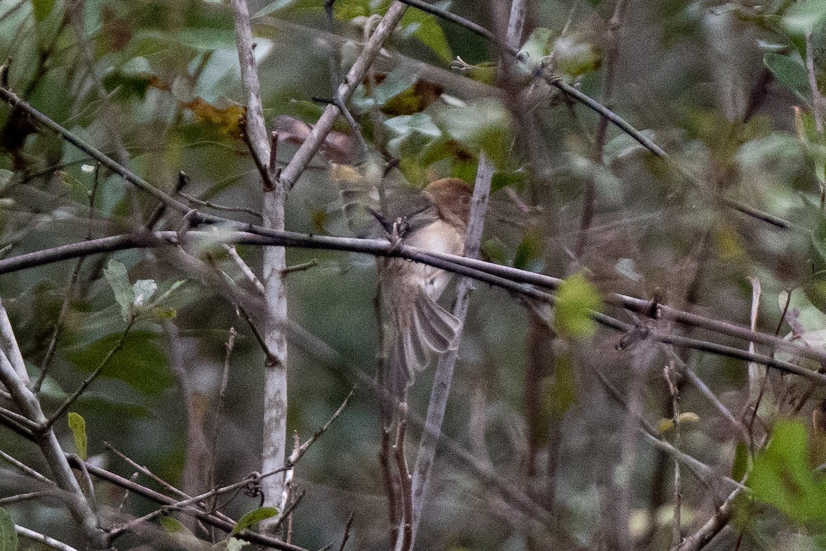 Klapperammer - ML514943081