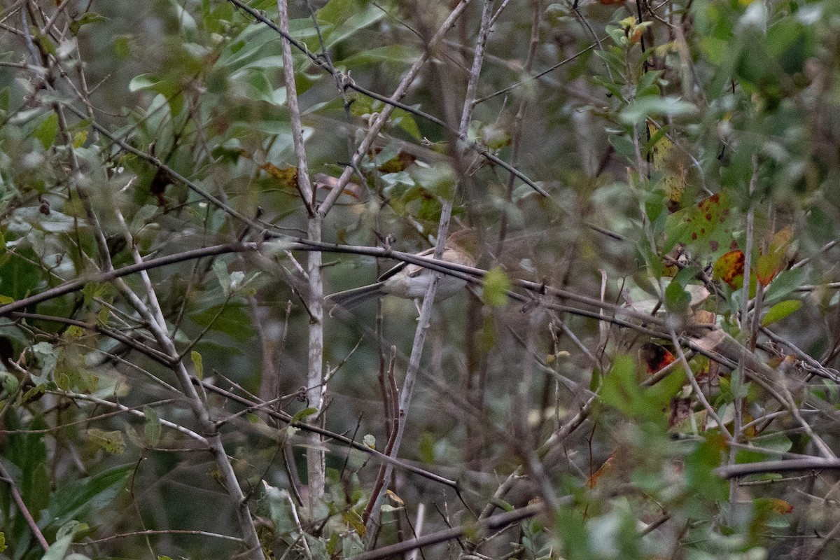 Field Sparrow - Kelly O'Connor