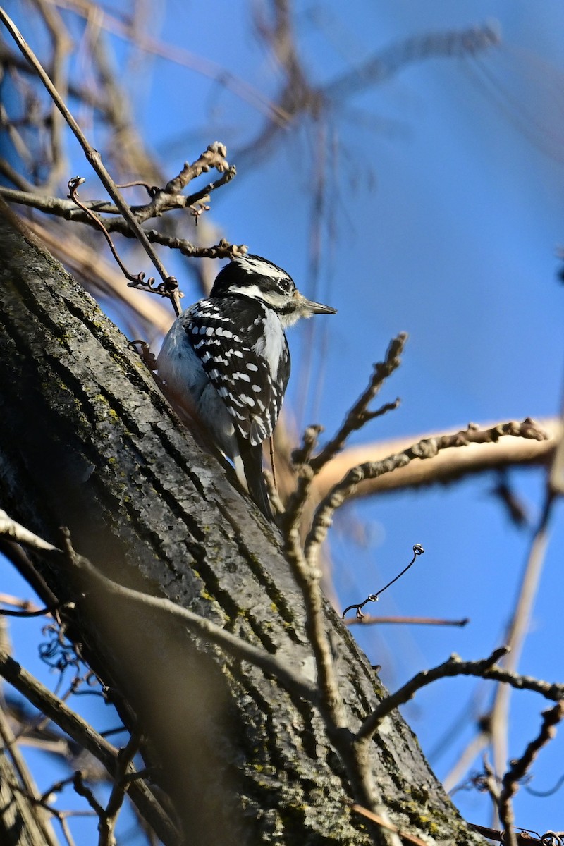 Hairy Woodpecker - ML514943151