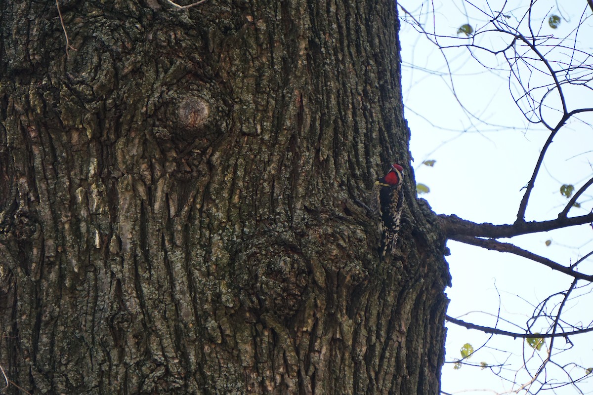 Yellow-bellied Sapsucker - ML514943221