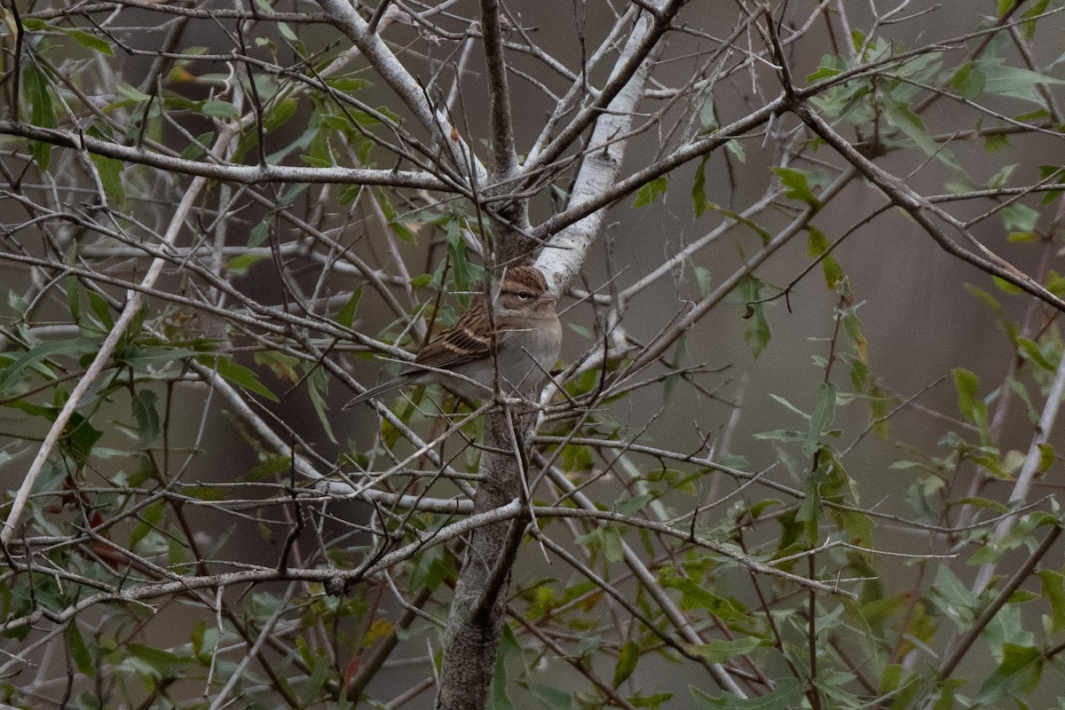 Chipping Sparrow - ML514943471