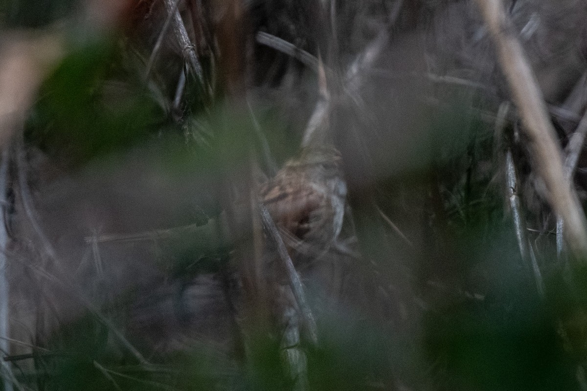 Weißkehlammer - ML514943601