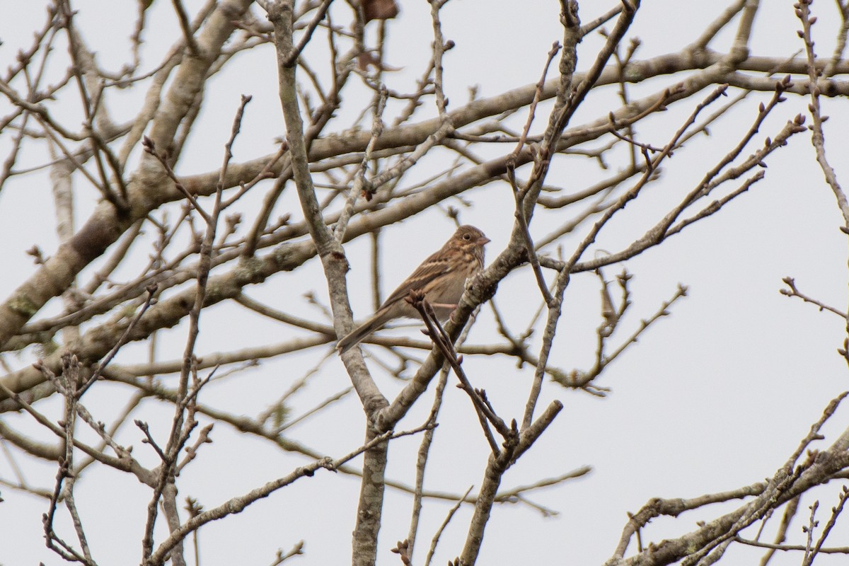 Vesper Sparrow - ML514943651