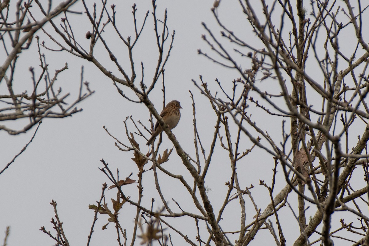 Vesper Sparrow - ML514943661