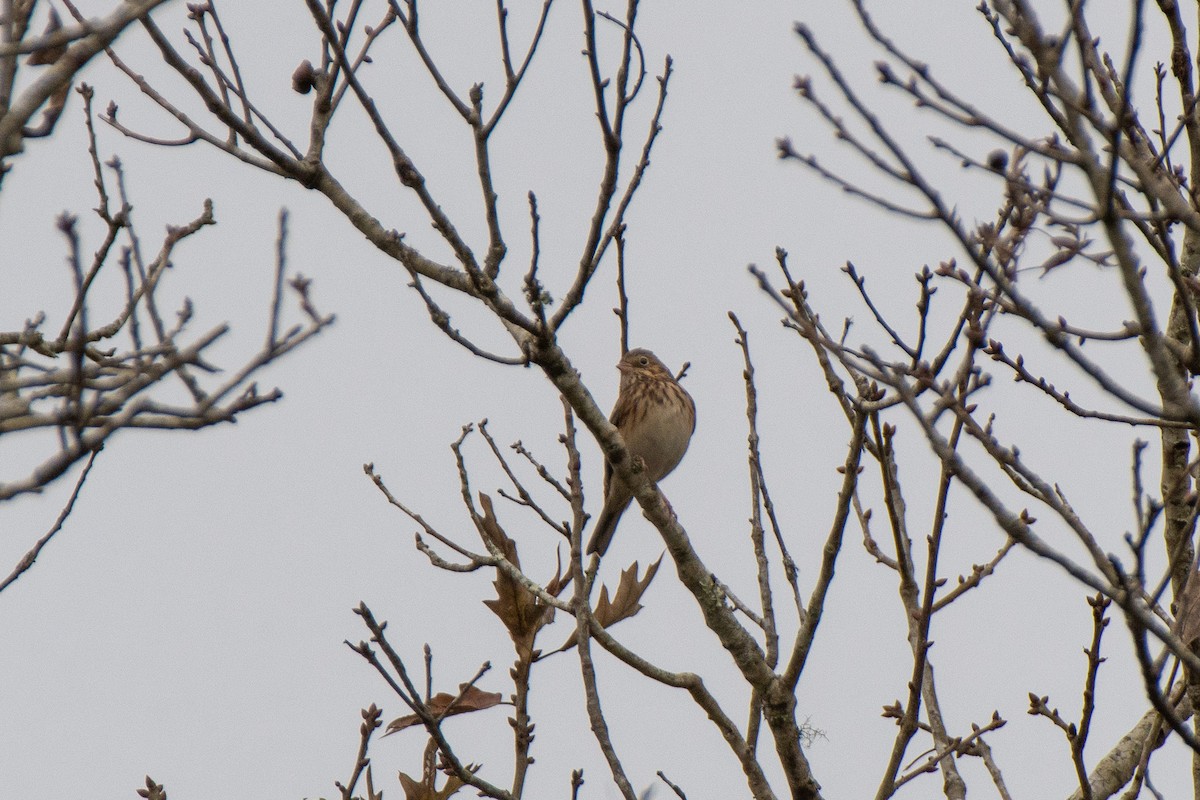 Vesper Sparrow - ML514943671