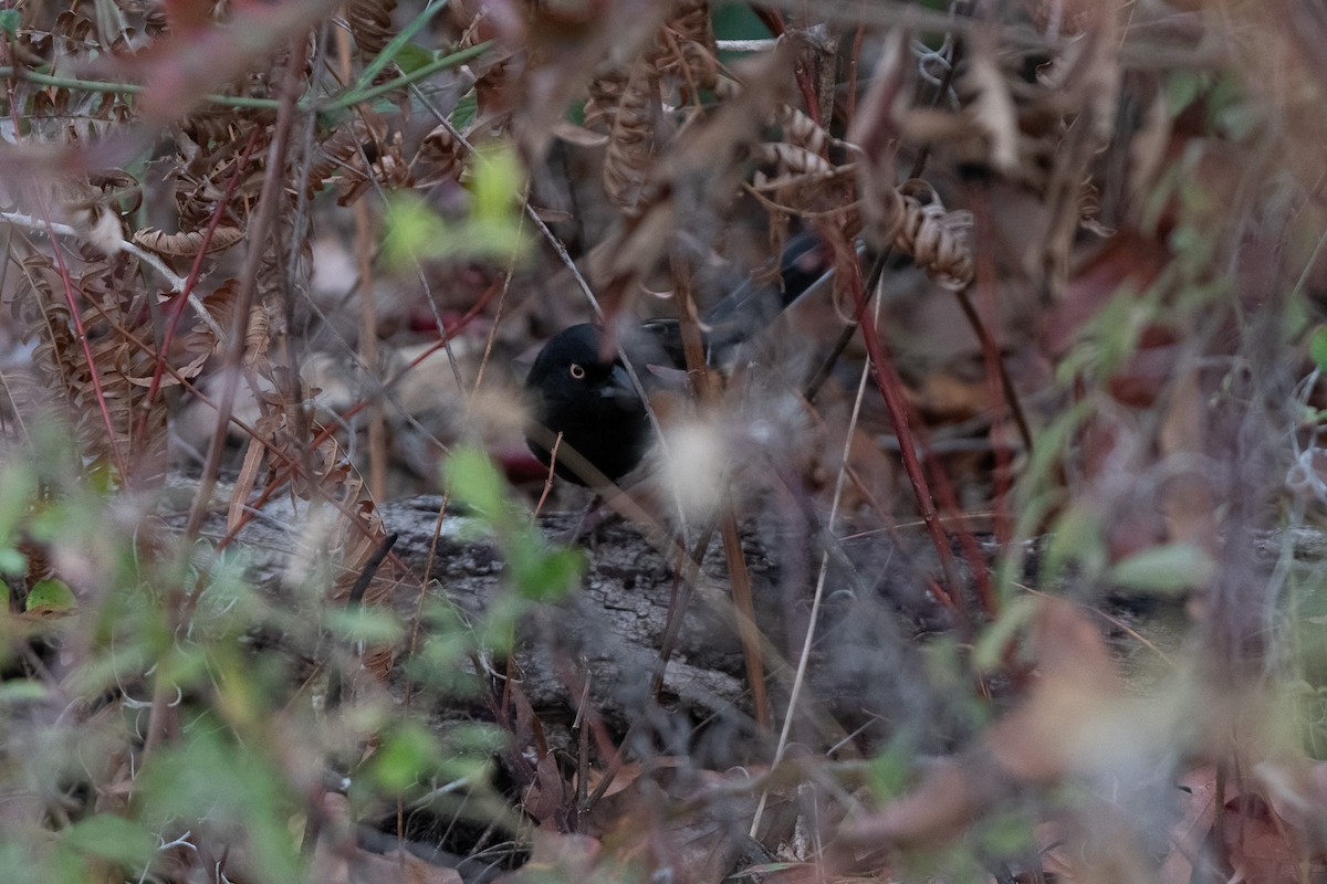 Eastern Towhee - ML514943721