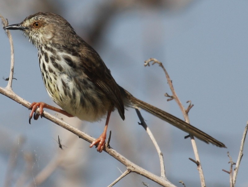 Karoo Prinia - logan kahle