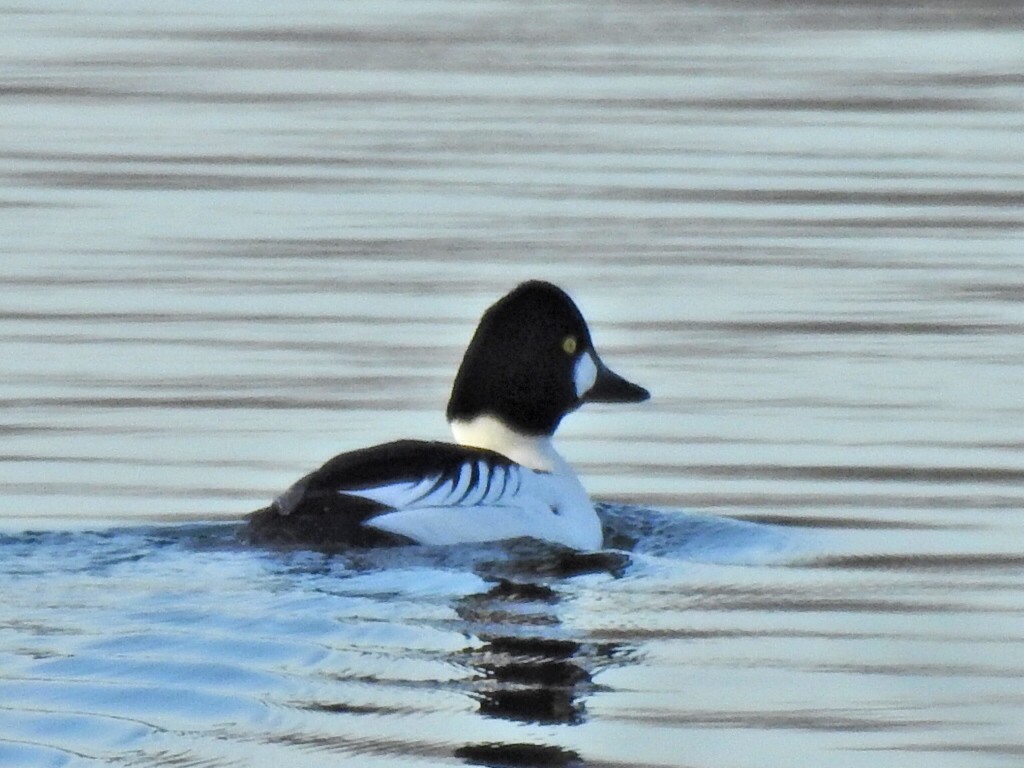 Common Goldeneye - ML514944831