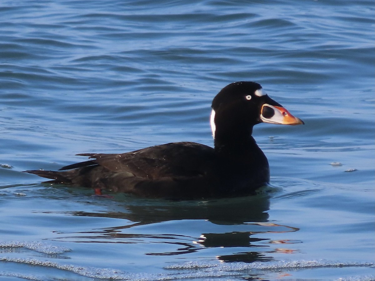 Surf Scoter - ML514945991