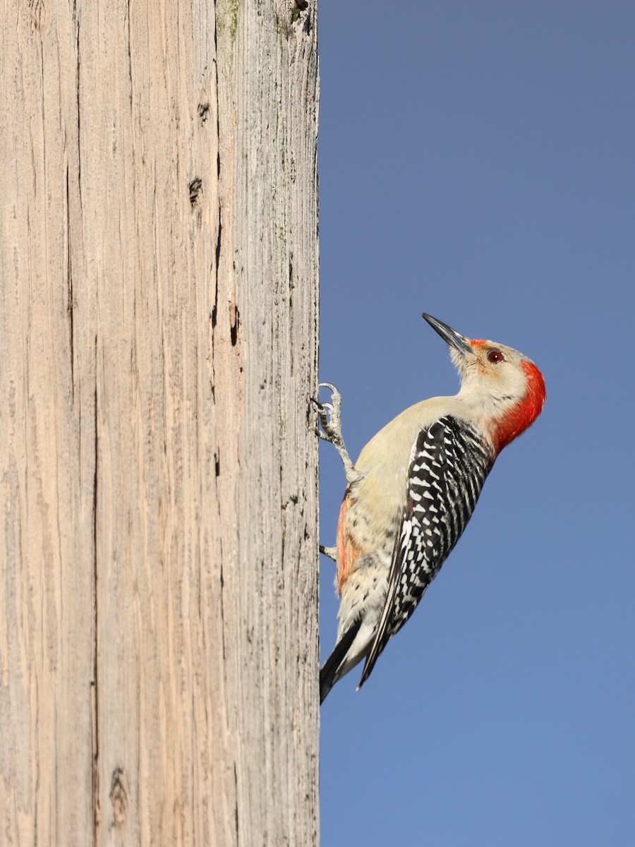 Red-bellied Woodpecker - ML514946201