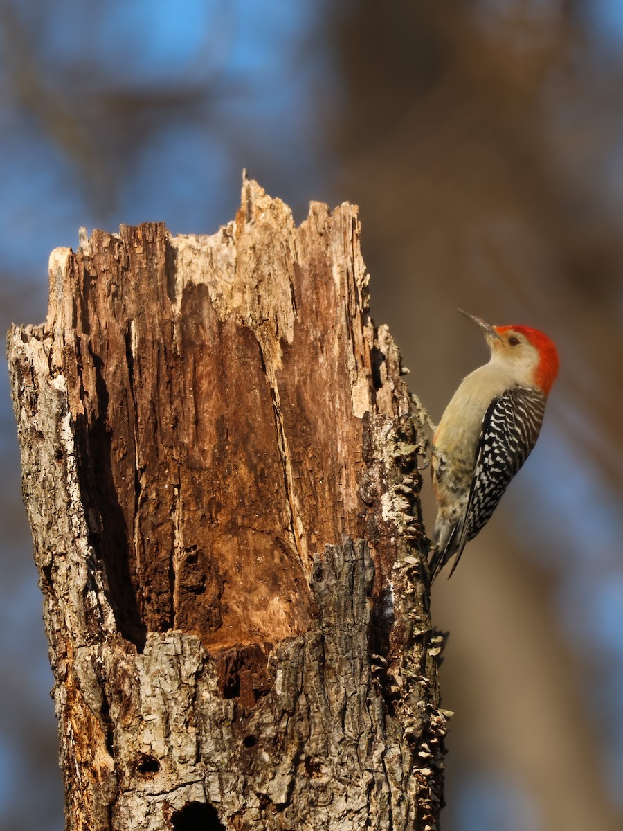 Red-bellied Woodpecker - ML514946211