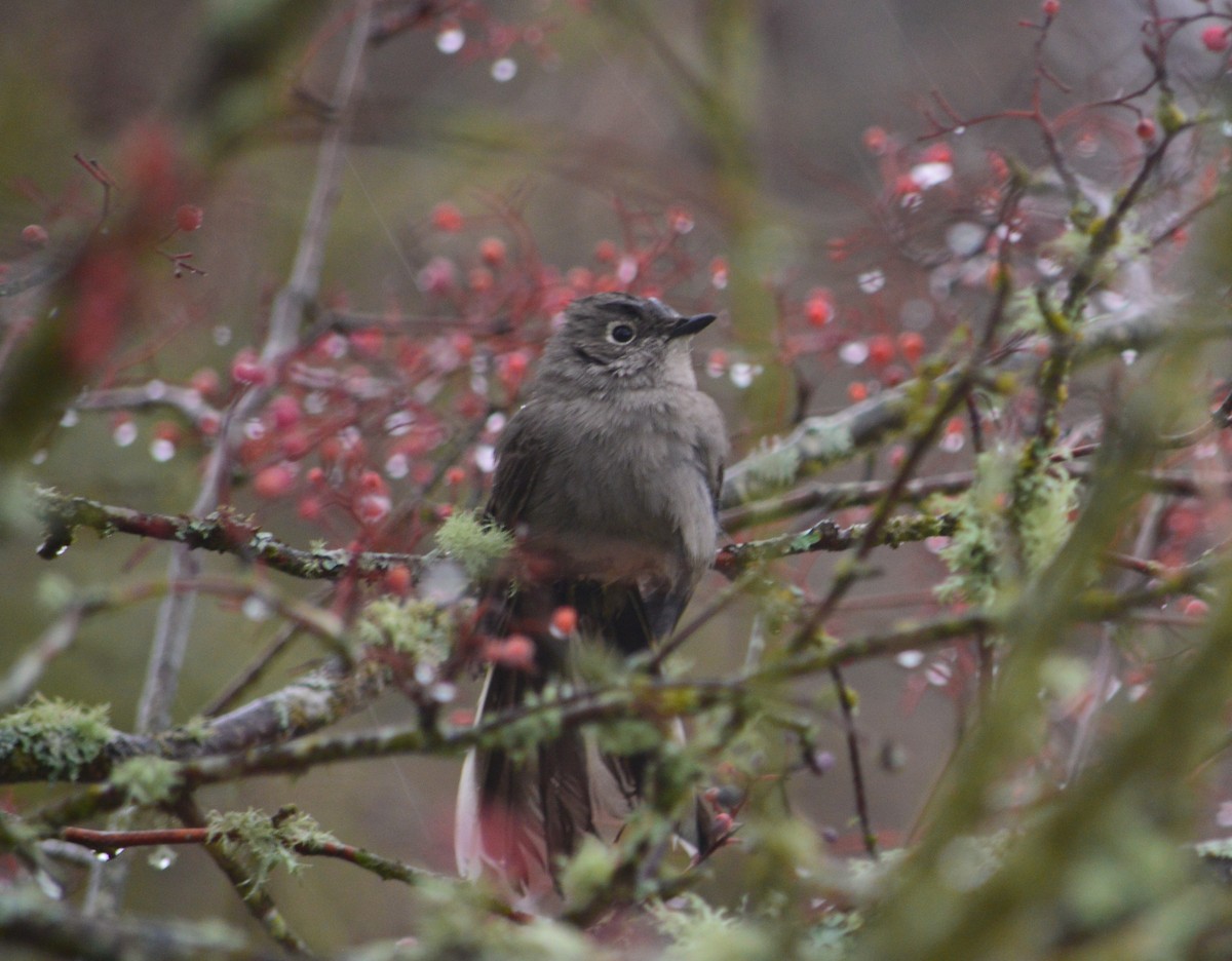 Townsend's Solitaire - Jennifer DeSelle-Milam