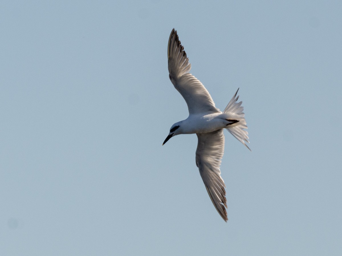 Snowy-crowned Tern - ML514947781