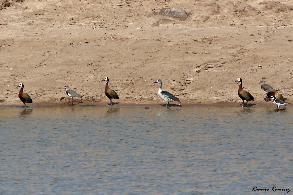 Comb Duck - ML514949051