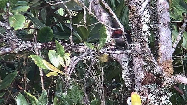 Antioquia Brushfinch - ML514949231