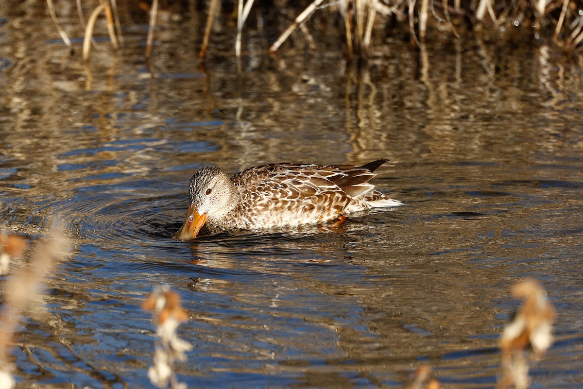 Northern Shoveler - ML514949961