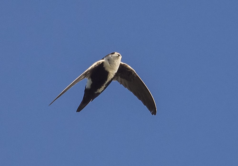 White-throated Swift - ML51495051