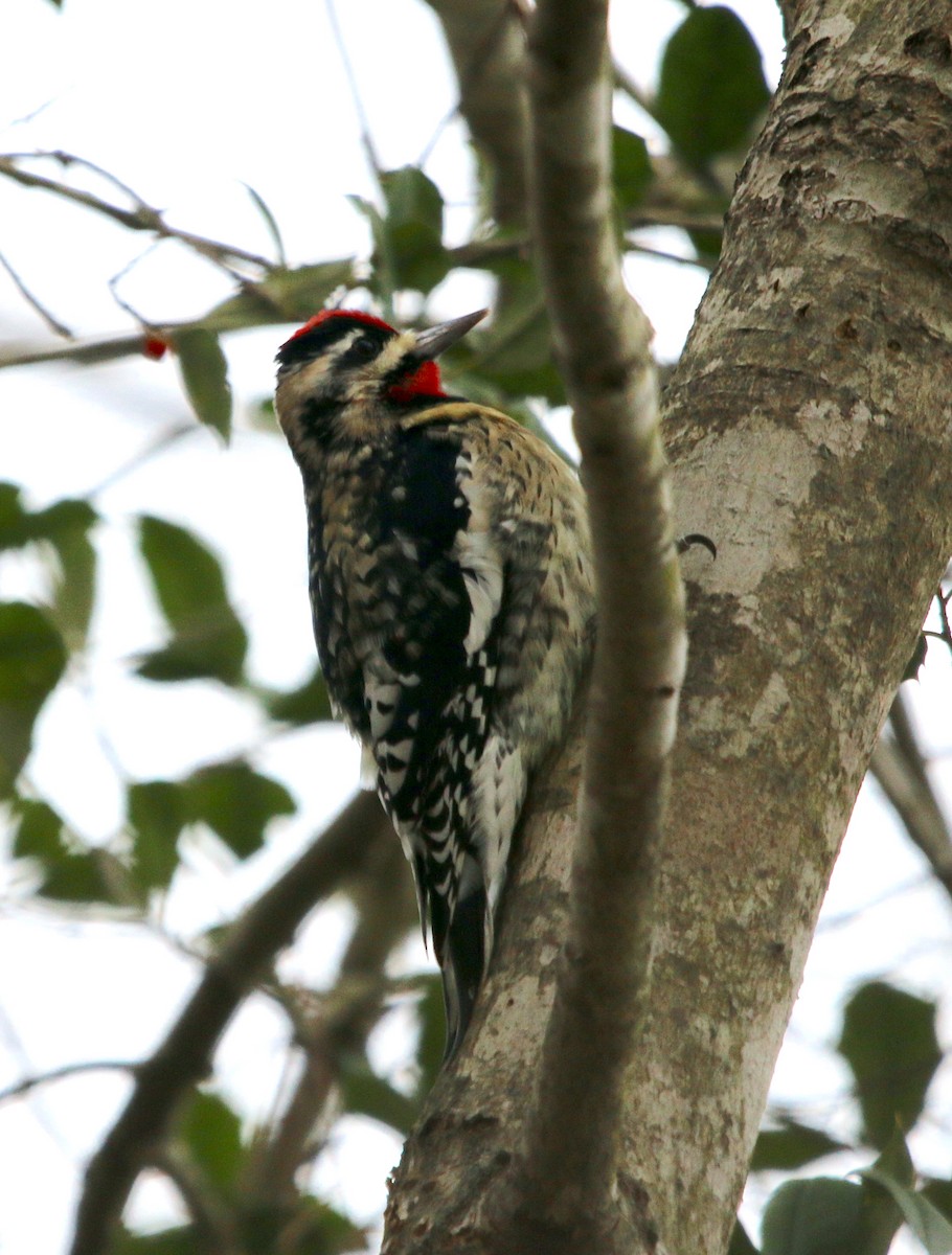 Yellow-bellied Sapsucker - ML514950551