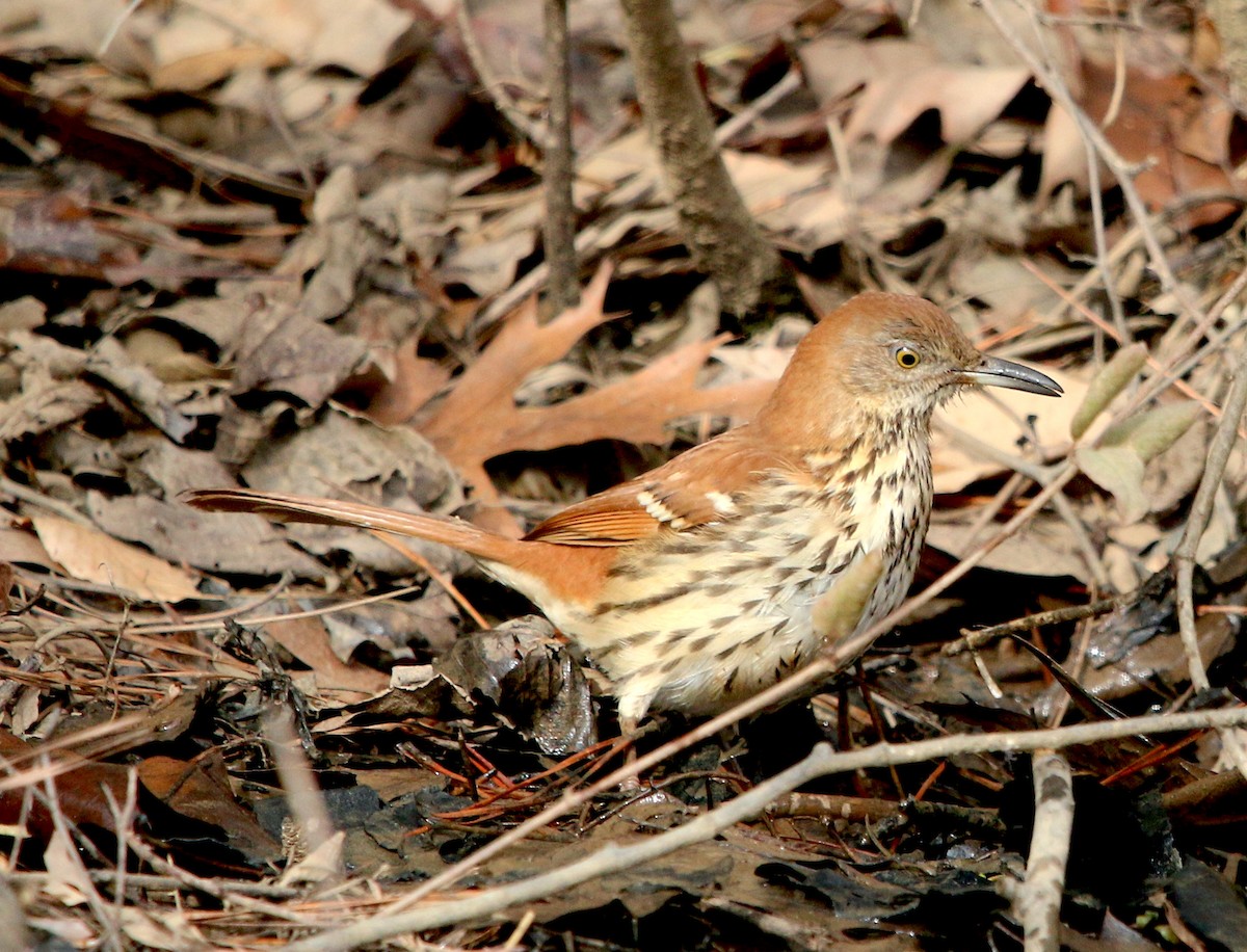 Brown Thrasher - ML514950951