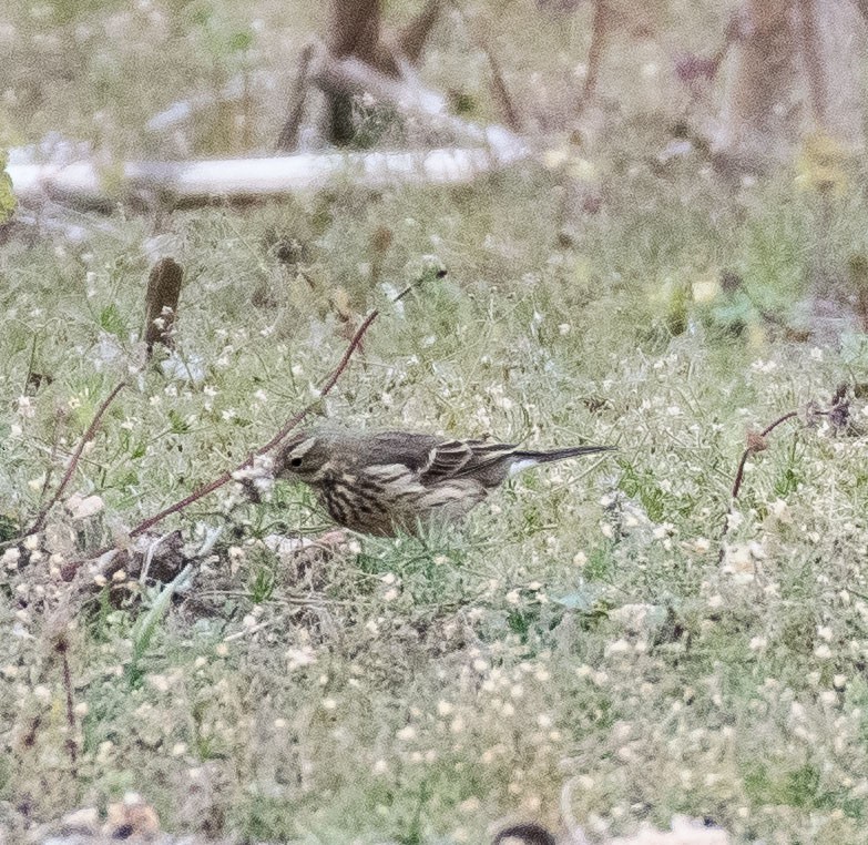 American Pipit - ML514951111