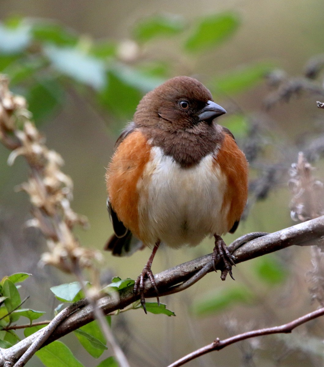 Eastern Towhee - ML514951211