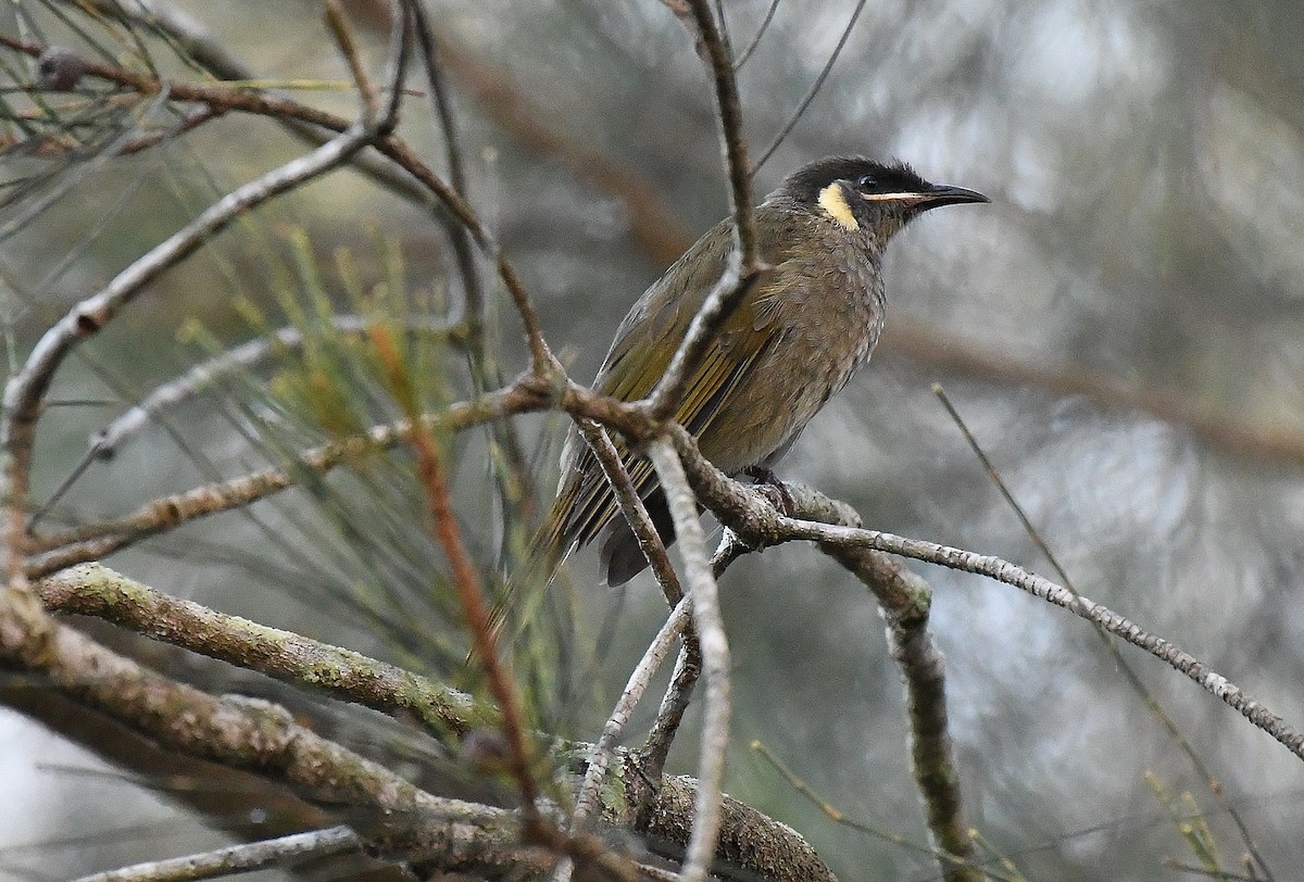 Lewin's Honeyeater - ML51495141