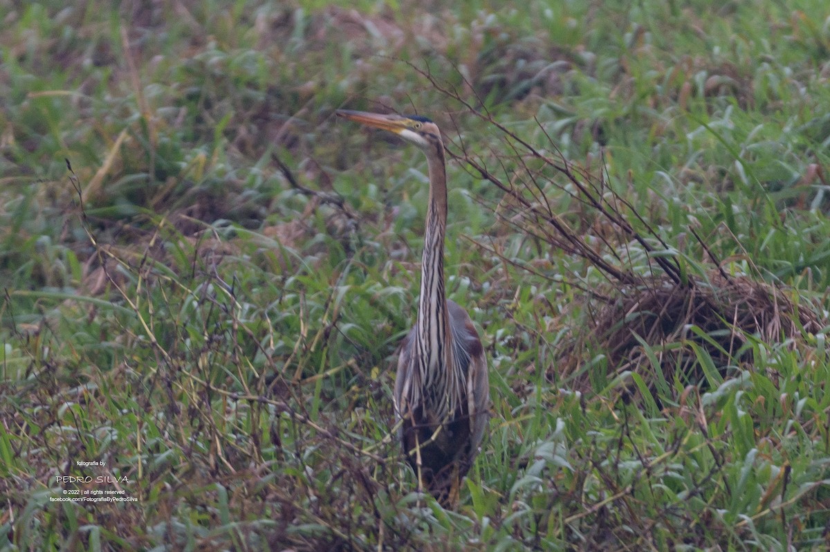 Purple Heron - ML514951661