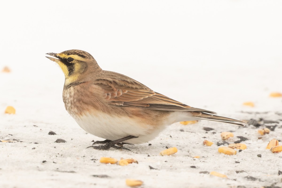 Horned Lark - Kyle Blaney