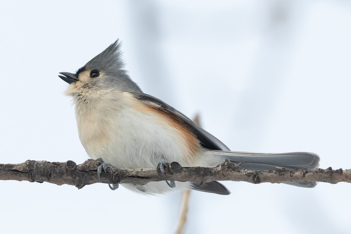 Tufted Titmouse - Kyle Blaney