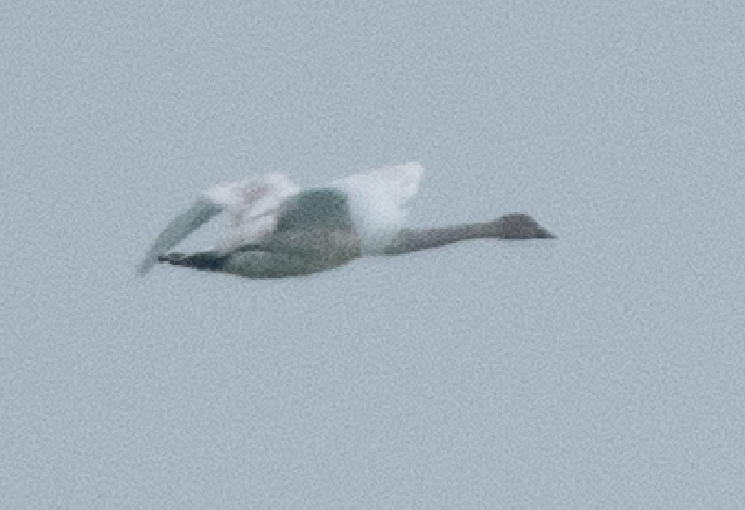 Tundra Swan - ML514954471