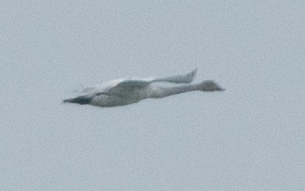 Гунгар хун - ML514954481