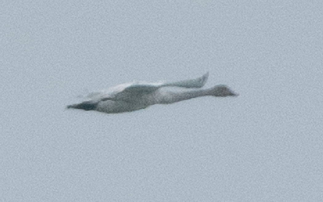 Tundra Swan - ML514954481