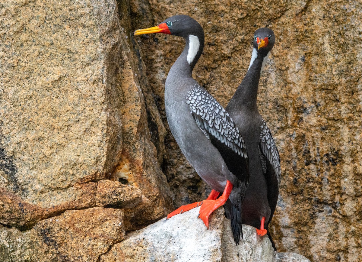 Red-legged Cormorant - ML514955881