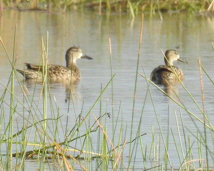 Blue-winged Teal - Dick Brewer