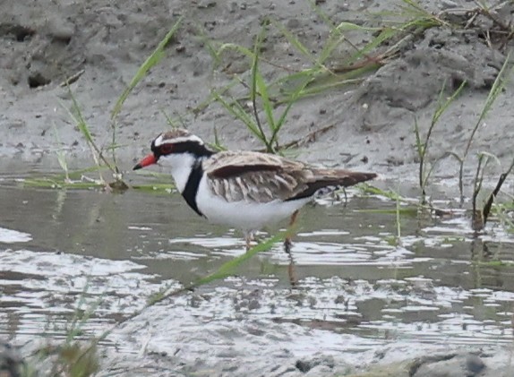 Black-fronted Dotterel - ML514956261