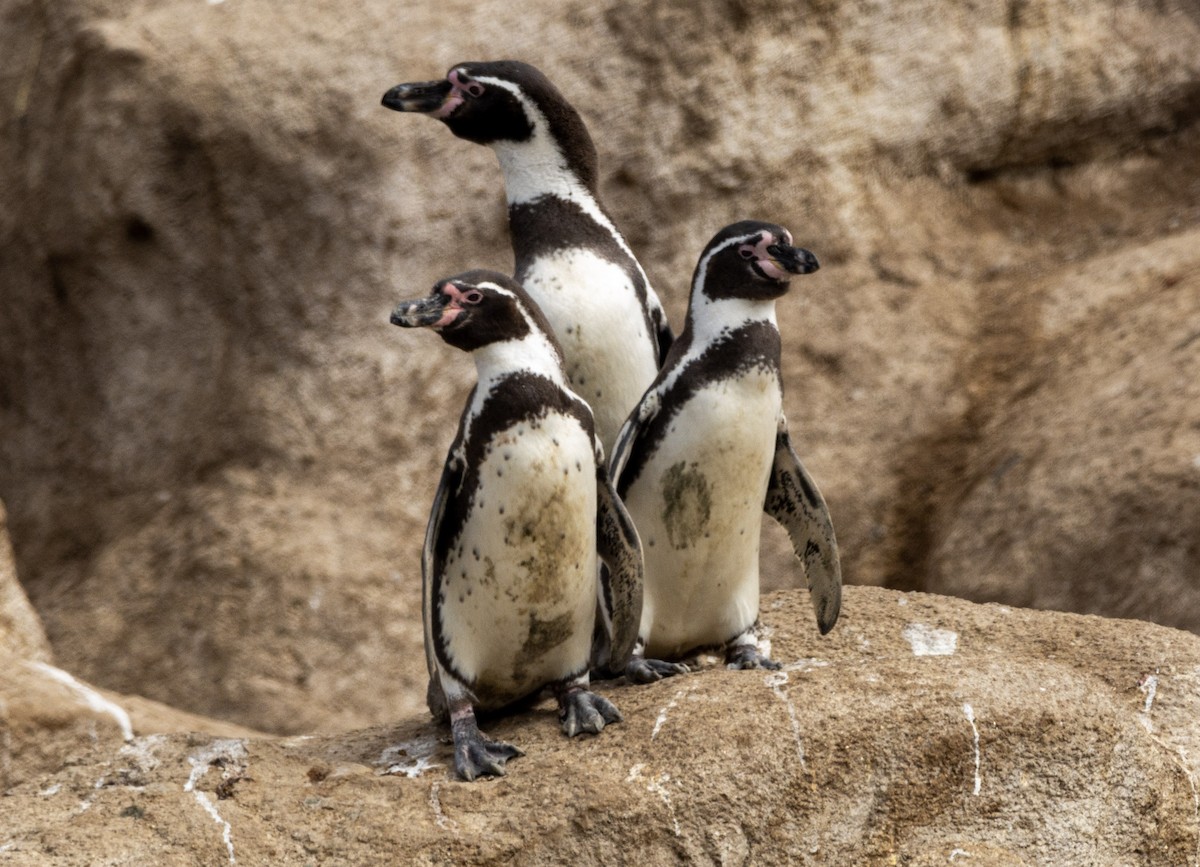 Humboldt Penguin - Pablo Maass Zepeda