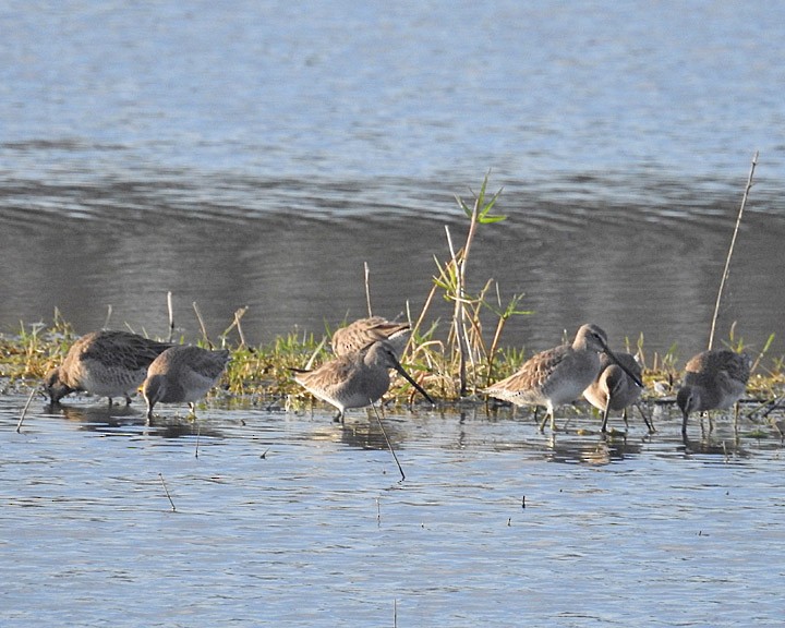 Long-billed Dowitcher - Dick Brewer