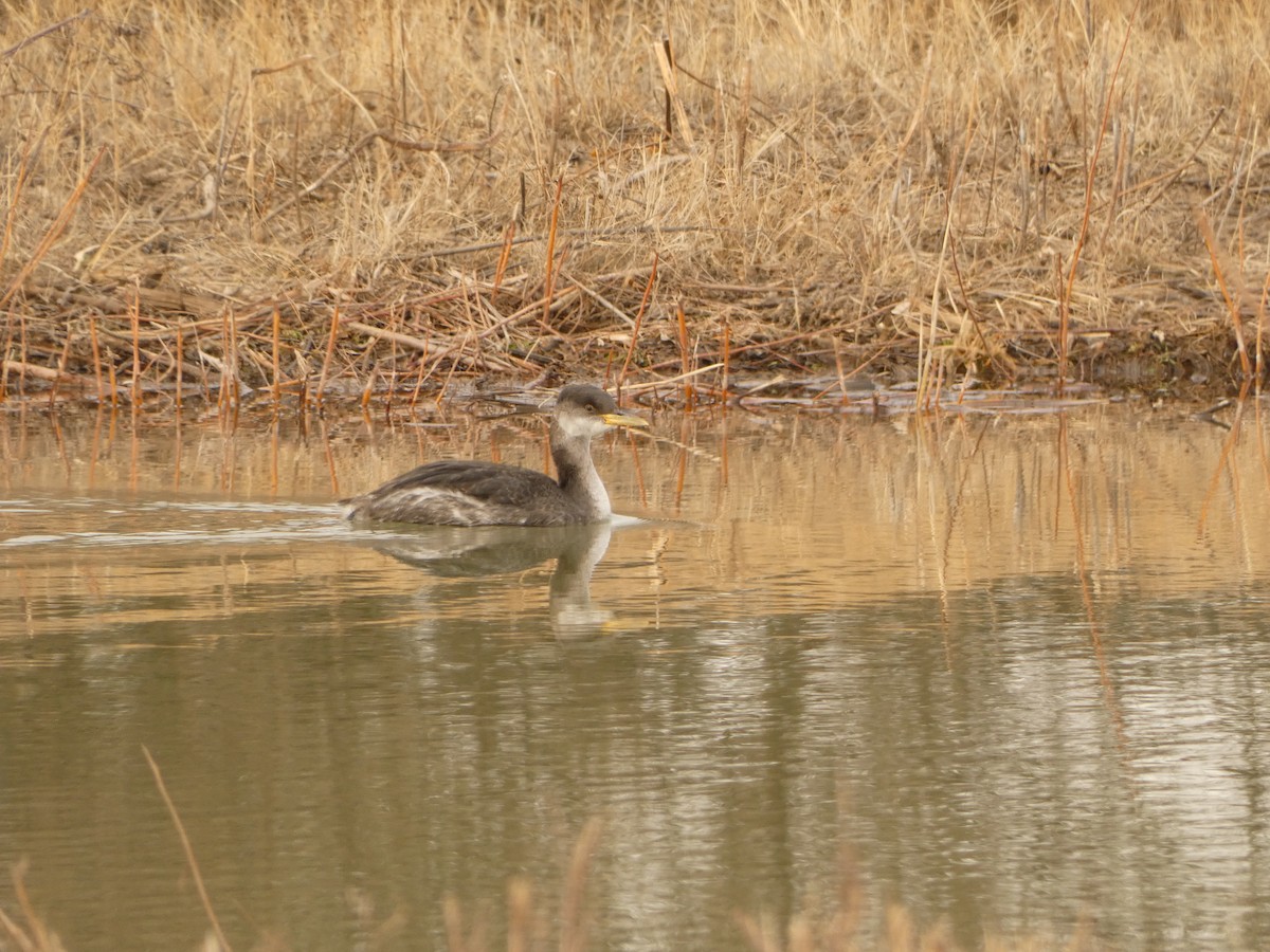 Red-necked Grebe - ML514956371