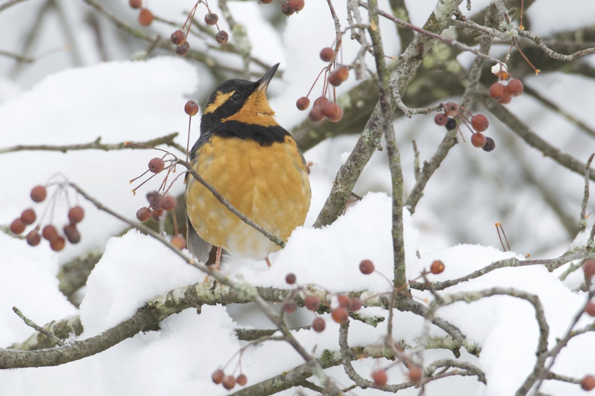 Varied Thrush - Bridget Spencer