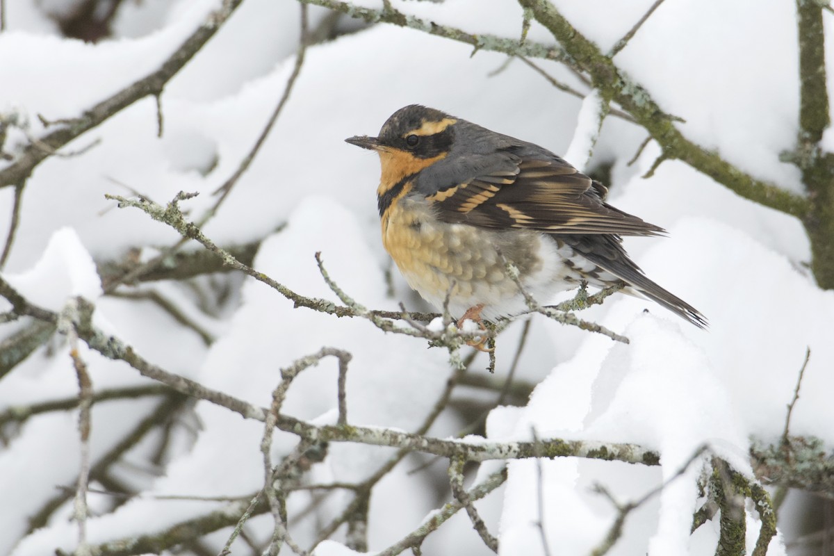 Varied Thrush - Bridget Spencer