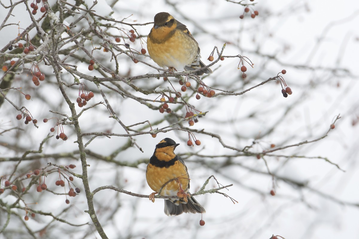 Varied Thrush - Bridget Spencer