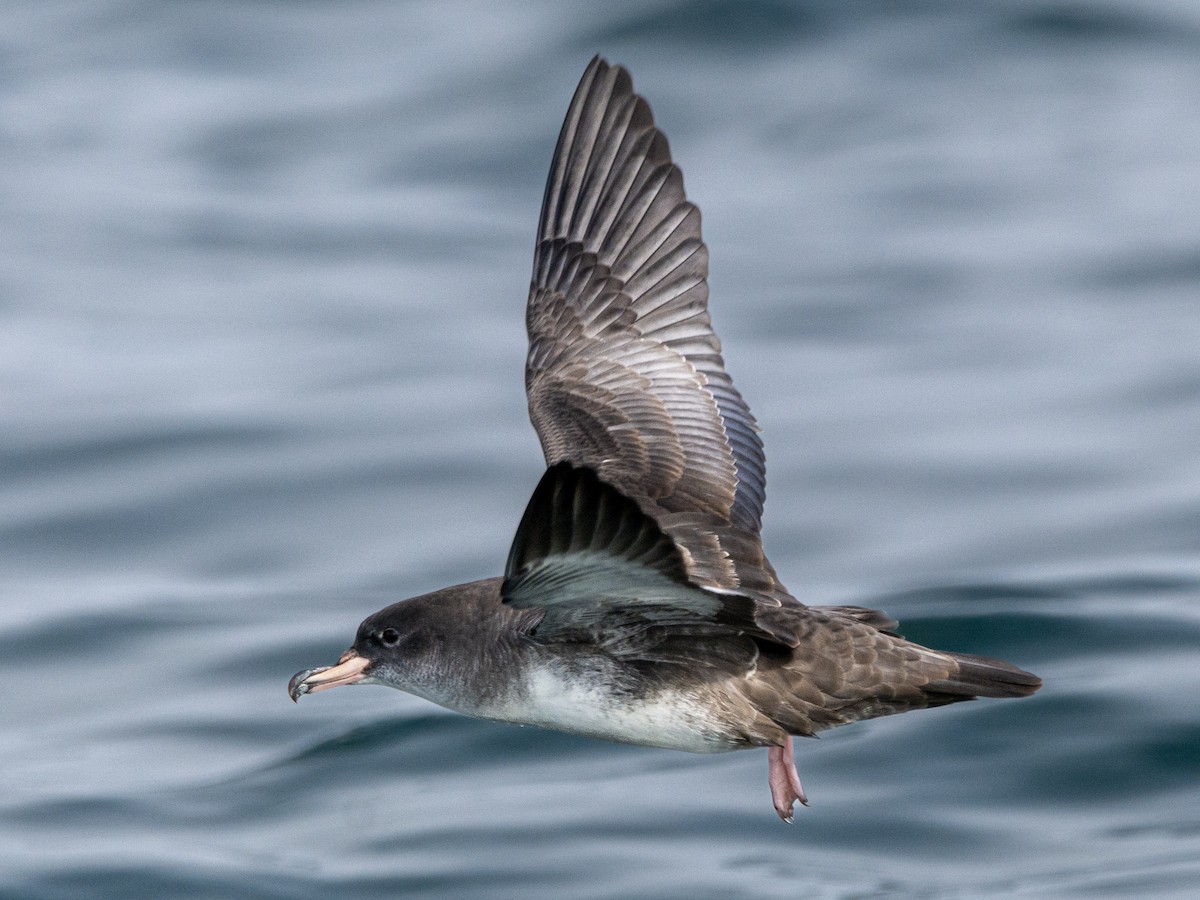Pink-footed Shearwater - ML514956591