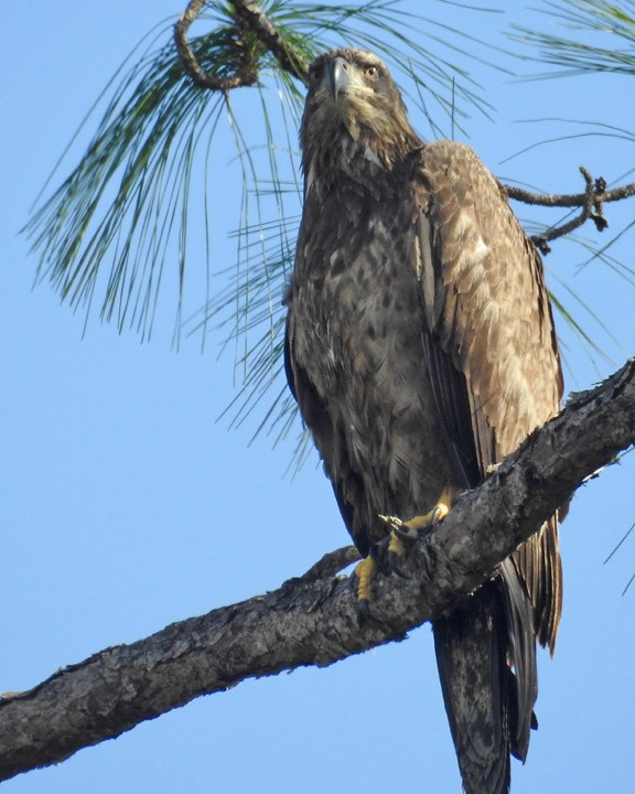 Bald Eagle - Dick Brewer